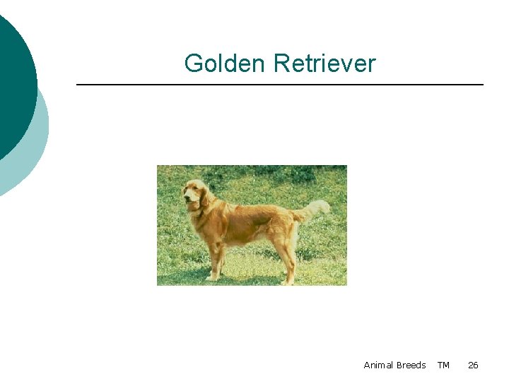 Golden Retriever Animal Breeds TM 26 