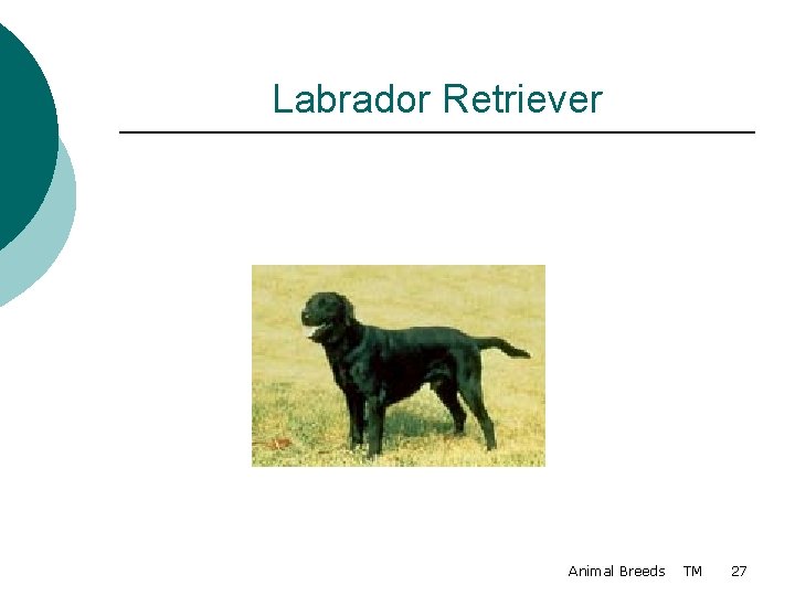 Labrador Retriever Animal Breeds TM 27 