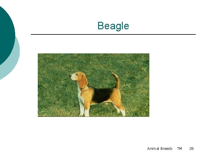 Beagle Animal Breeds TM 28 