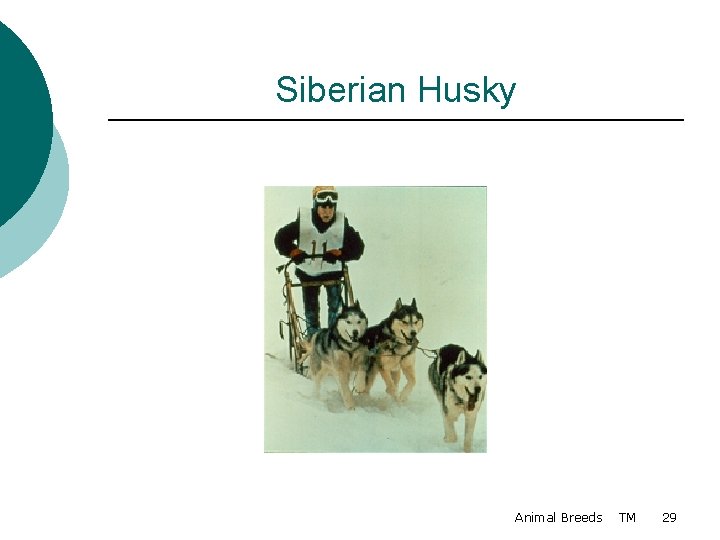 Siberian Husky Animal Breeds TM 29 