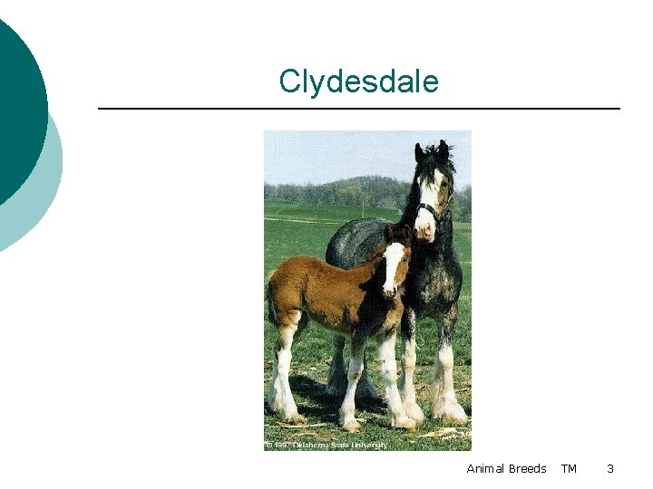 Clydesdale Animal Breeds TM 3 