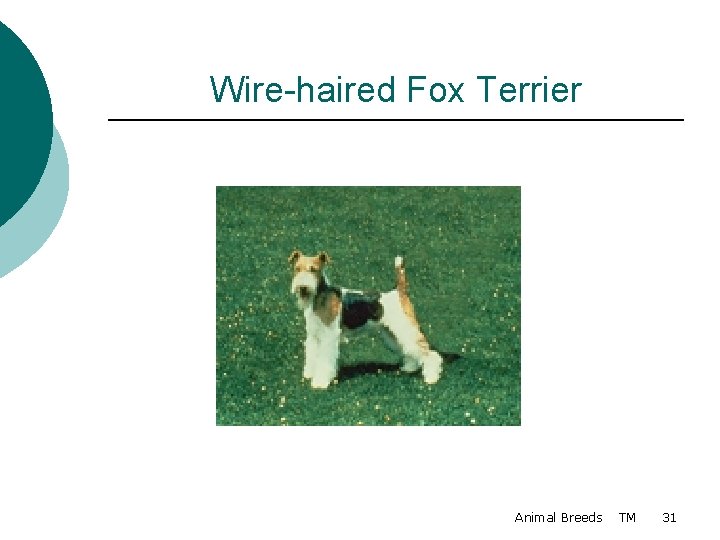 Wire-haired Fox Terrier Animal Breeds TM 31 