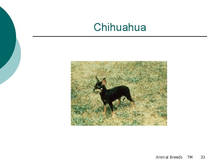 Chihuahua Animal Breeds TM 33 