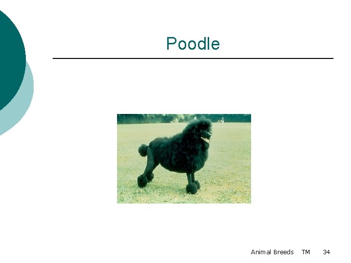 Poodle Animal Breeds TM 34 