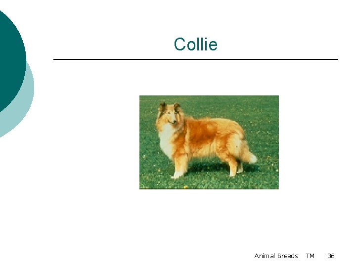 Collie Animal Breeds TM 36 