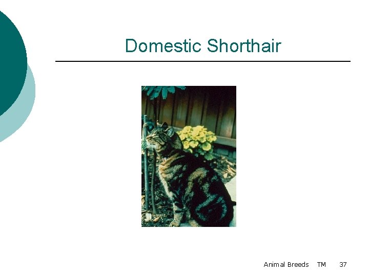Domestic Shorthair Animal Breeds TM 37 