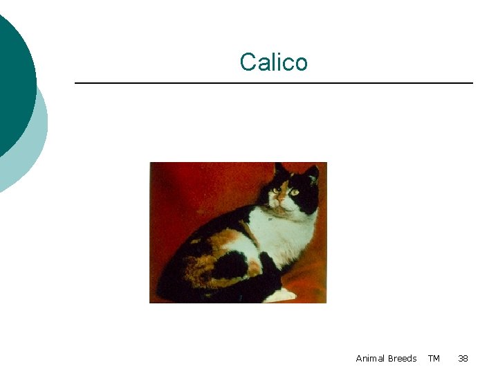 Calico Animal Breeds TM 38 