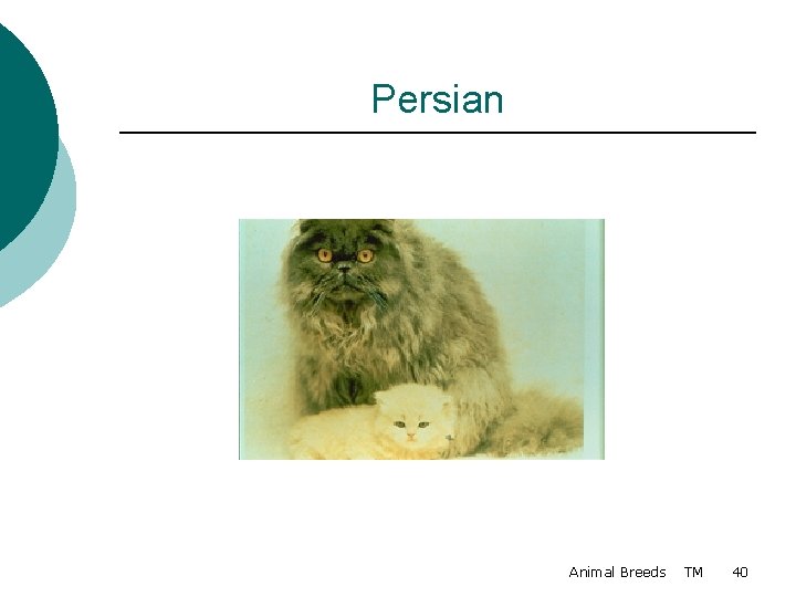 Persian Animal Breeds TM 40 