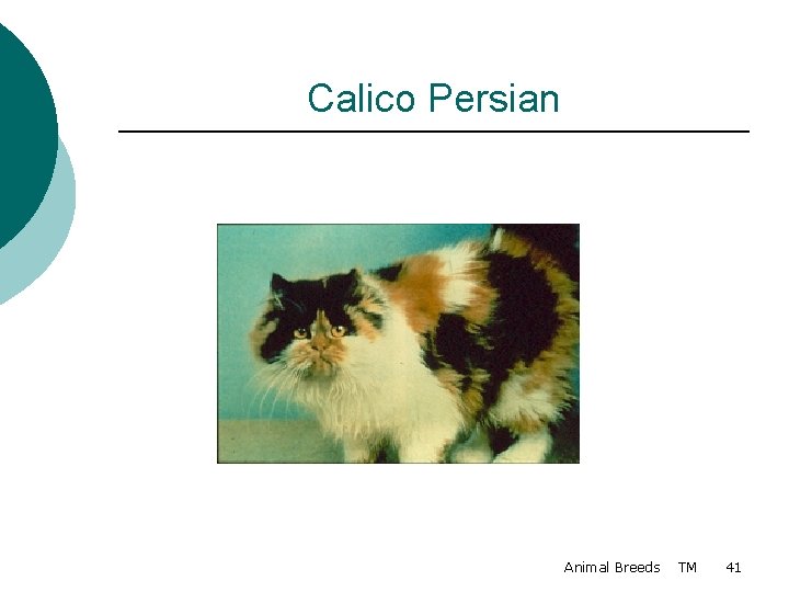 Calico Persian Animal Breeds TM 41 