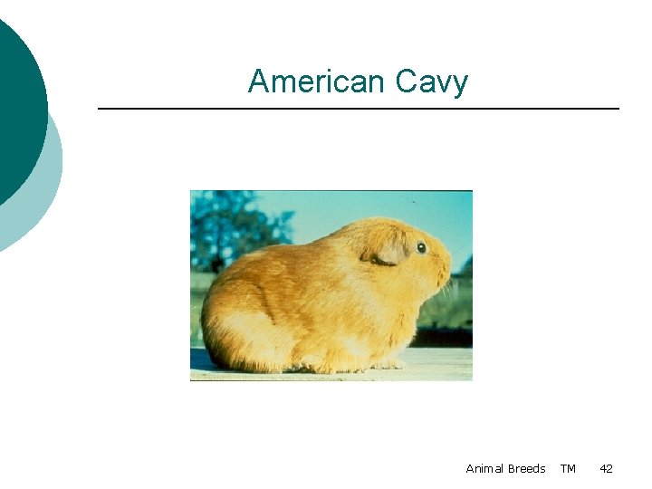American Cavy Animal Breeds TM 42 