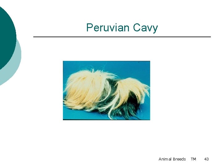 Peruvian Cavy Animal Breeds TM 43 