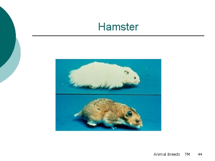 Hamster Animal Breeds TM 44 