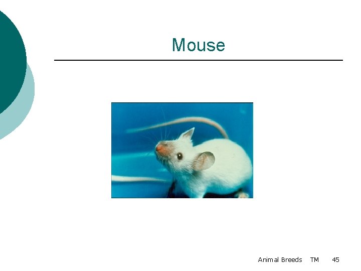 Mouse Animal Breeds TM 45 