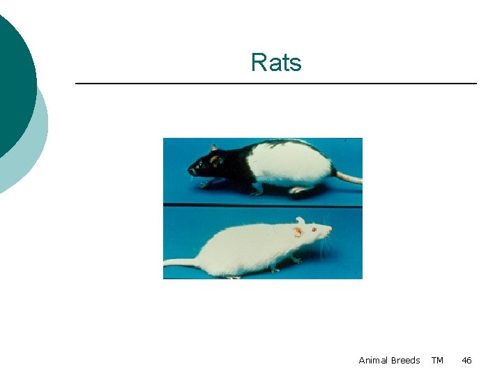 Rats Animal Breeds TM 46 