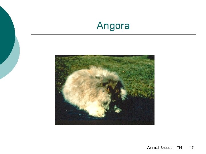 Angora Animal Breeds TM 47 