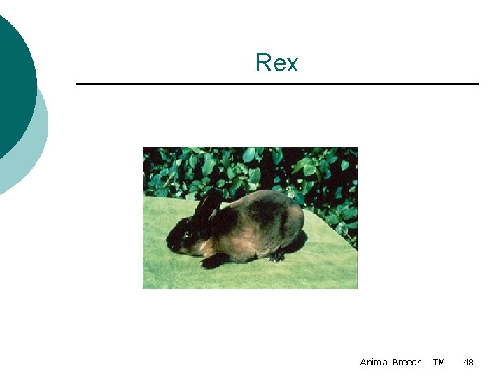 Rex Animal Breeds TM 48 