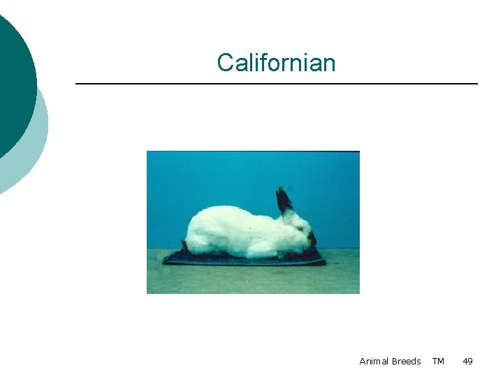 Californian Animal Breeds TM 49 