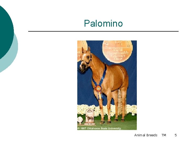 Palomino Animal Breeds TM 5 