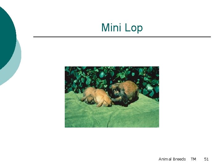 Mini Lop Animal Breeds TM 51 