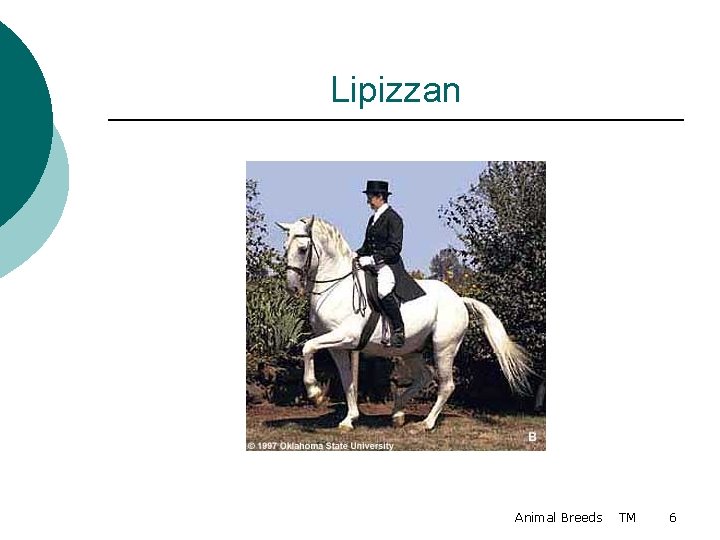 Lipizzan Animal Breeds TM 6 