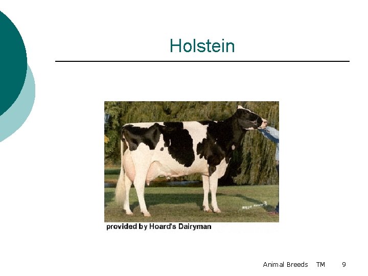 Holstein Animal Breeds TM 9 