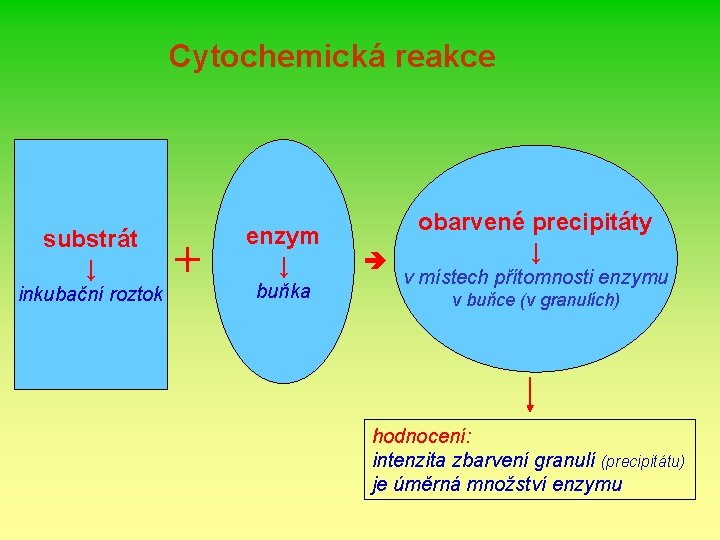 Cytochemická reakce substrát ↓ inkubační roztok + enzym ↓ buňka obarvené precipitáty ↓ v