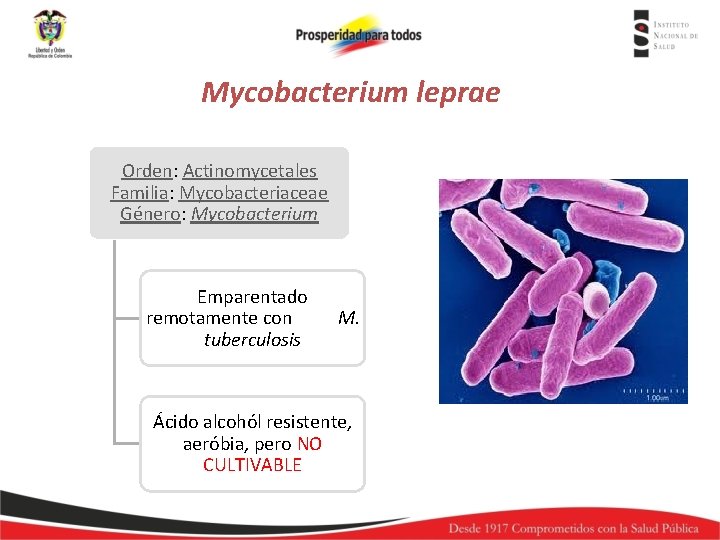 Mycobacterium leprae Orden: Actinomycetales Familia: Mycobacteriaceae Género: Mycobacterium Emparentado remotamente con M. tuberculosis Ácido