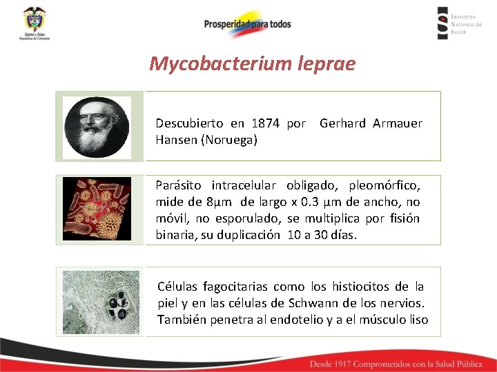 Mycobacterium leprae Descubierto en 1874 por Gerhard Armauer Hansen (Noruega) Parásito intracelular obligado, pleomórfico,