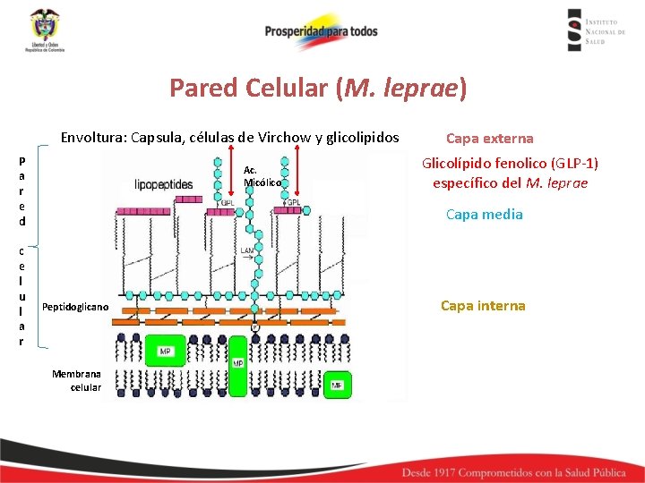 Pared Celular (M. leprae) Envoltura: Capsula, células de Virchow y glicolipidos P a r