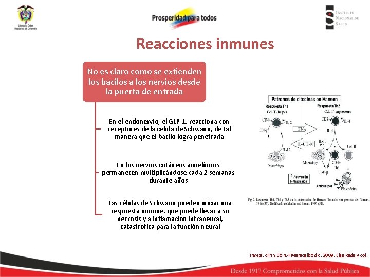 Reacciones inmunes No es claro como se extienden los bacilos a los nervios desde