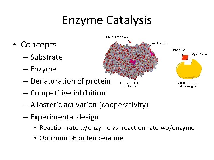 Enzyme Catalysis • Concepts – Substrate – Enzyme – Denaturation of protein – Competitive