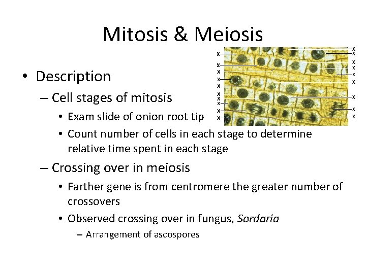 Mitosis & Meiosis • Description – Cell stages of mitosis • Exam slide of