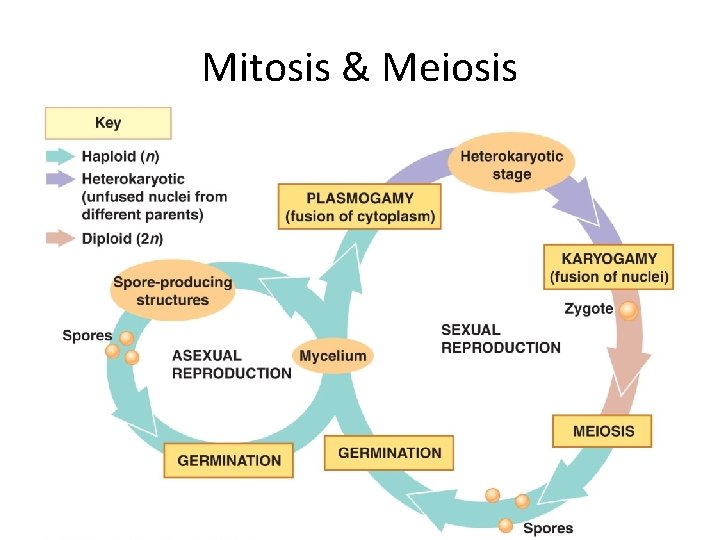 Mitosis & Meiosis 