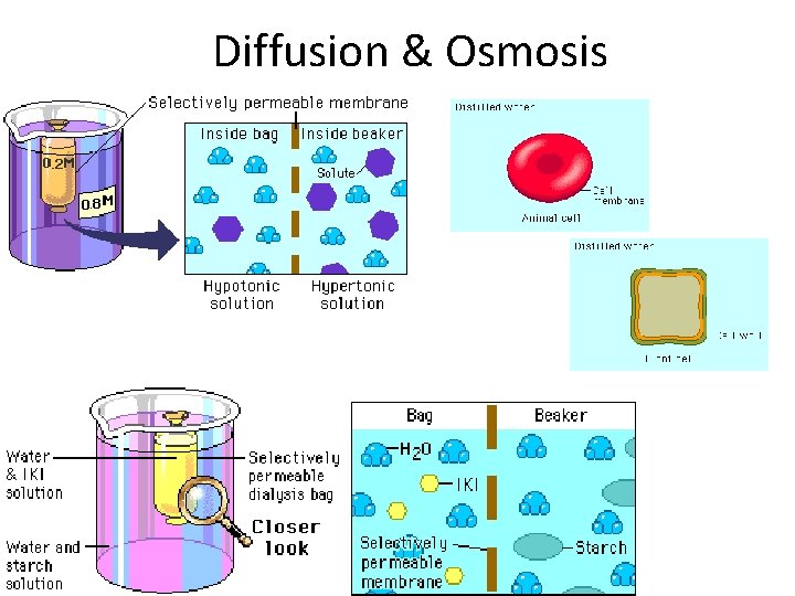 Diffusion & Osmosis 