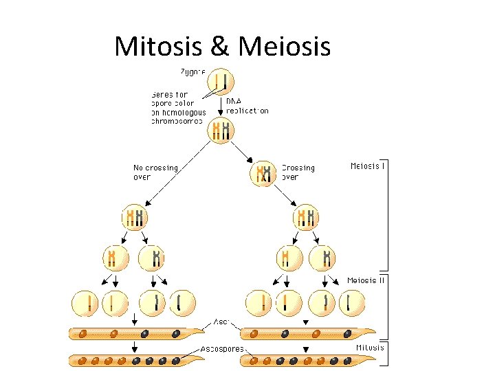 Mitosis & Meiosis 