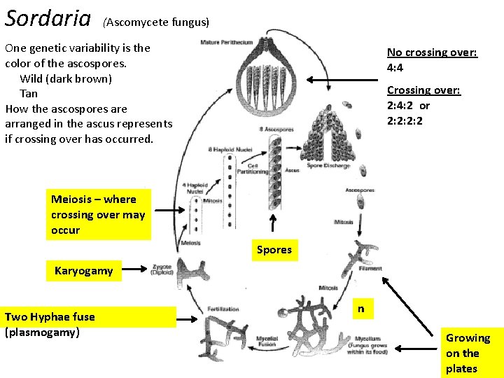 Sordaria (Ascomycete fungus) One genetic variability is the color of the ascospores. Wild (dark