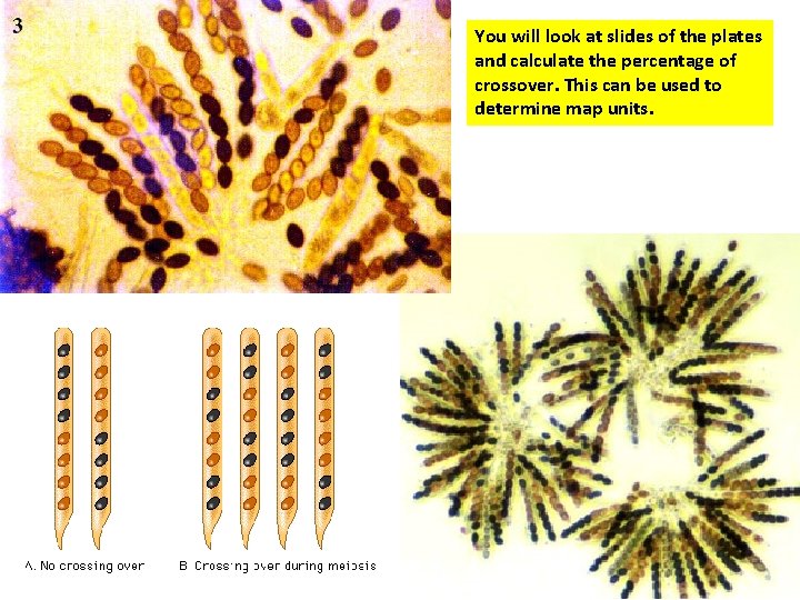 You will look at slides of the plates and calculate the percentage of crossover.