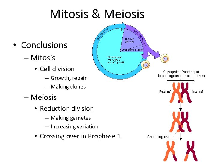 Mitosis & Meiosis • Conclusions – Mitosis • Cell division – Growth, repair –