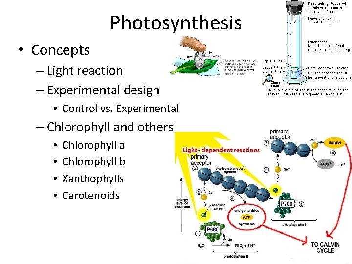 Photosynthesis • Concepts – Light reaction – Experimental design • Control vs. Experimental –