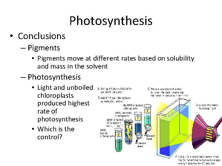 Photosynthesis • Conclusions – Pigments • Pigments move at different rates based on solubility