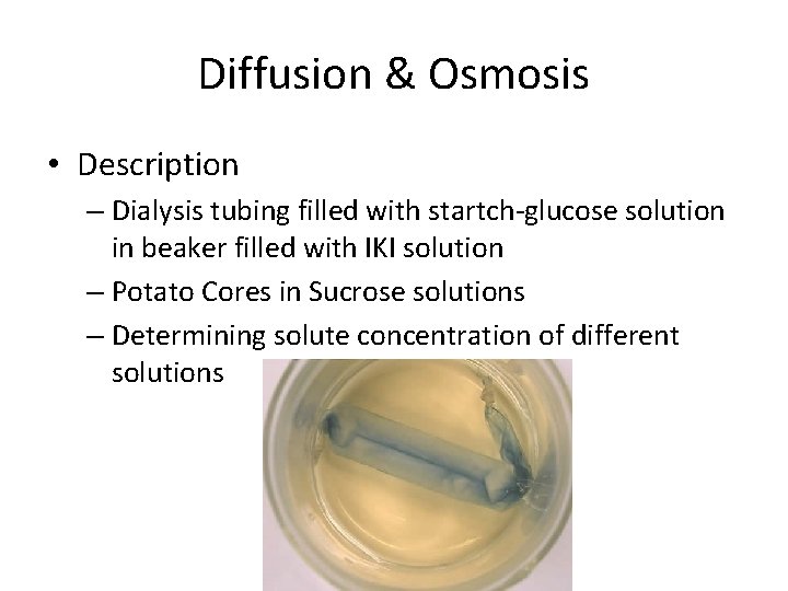 Diffusion & Osmosis • Description – Dialysis tubing filled with startch-glucose solution in beaker