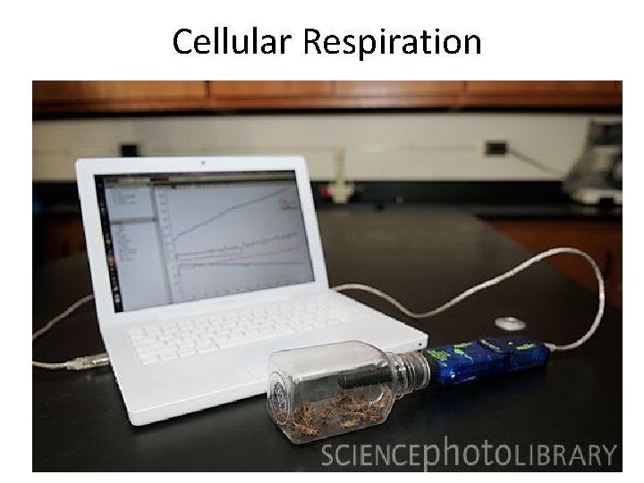Cellular Respiration 