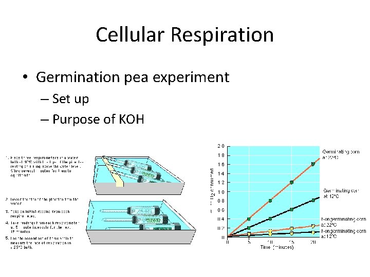 Cellular Respiration • Germination pea experiment – Set up – Purpose of KOH 