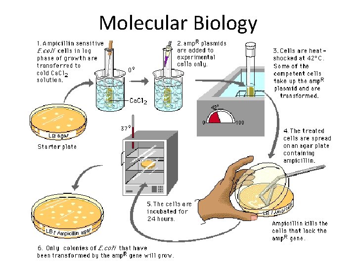 Molecular Biology 