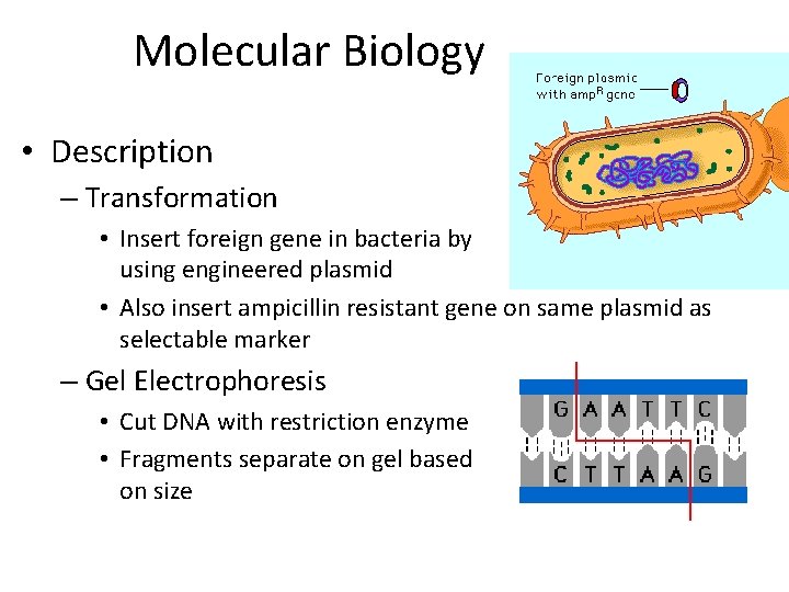 Molecular Biology • Description – Transformation • Insert foreign gene in bacteria by using