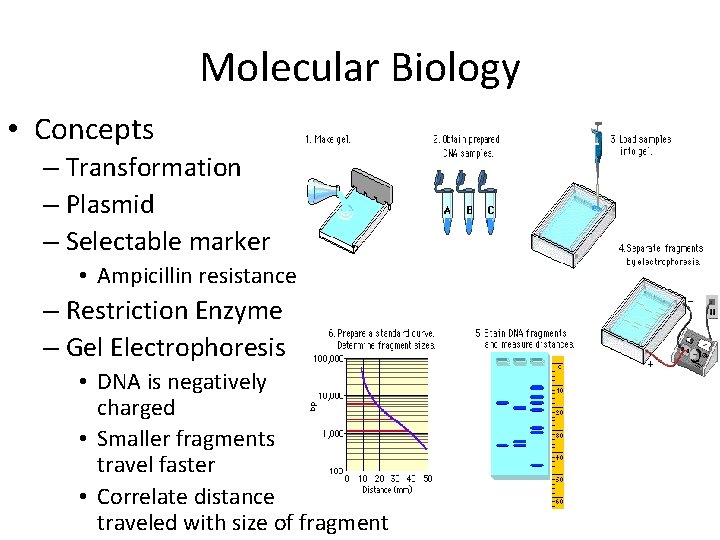 Molecular Biology • Concepts – Transformation – Plasmid – Selectable marker • Ampicillin resistance