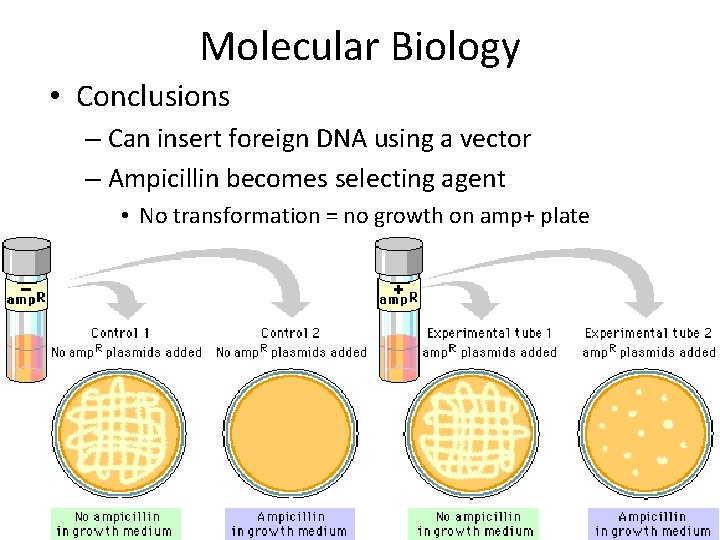 Molecular Biology • Conclusions – Can insert foreign DNA using a vector – Ampicillin