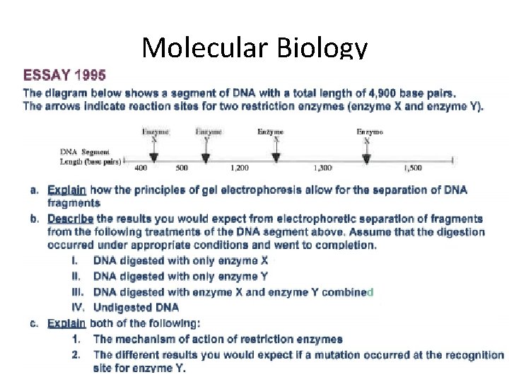 Molecular Biology 