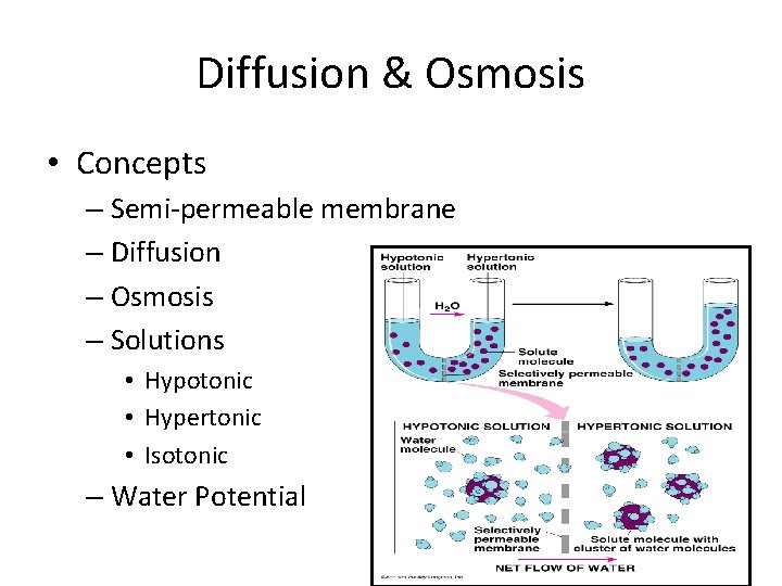Diffusion & Osmosis • Concepts – Semi-permeable membrane – Diffusion – Osmosis – Solutions