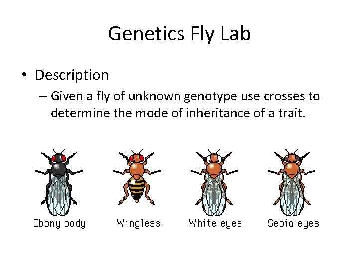 Genetics Fly Lab • Description – Given a fly of unknown genotype use crosses